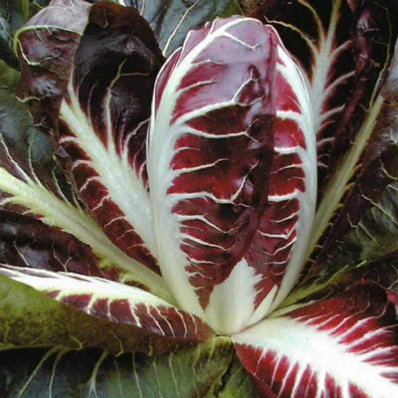 Image of Thompson & Morgan Radicchio Rossa Di Treviso Precoce 1 Seed Packet