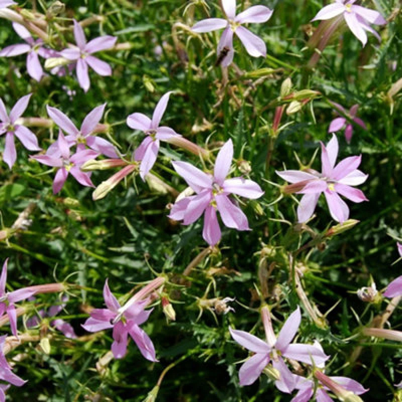 Image of Thompson & Morgan Laurentia Grande Pink Seeds - Pale Pink Star Flowers For Beds Borders & Containers - Long Summer Bloom (Packet Of 50)