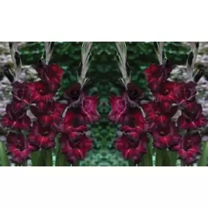 Image of Thompson & Morgan Thompson and Morgan Gladioli 'Glamour' Collection - 30 bulbs