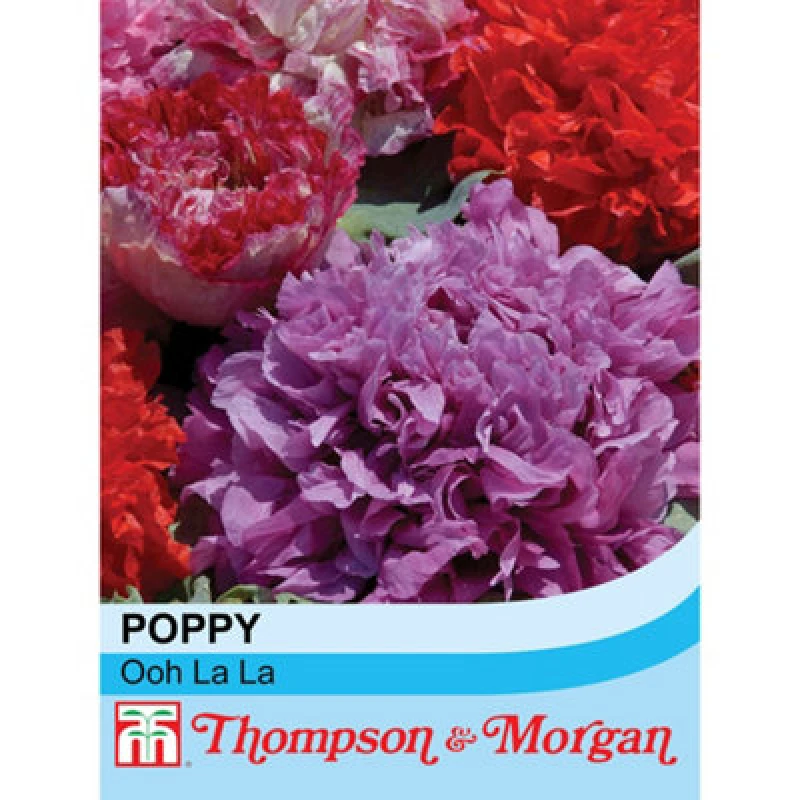 Image of Thompson & Morgan Poppy Ooh La La 1 Seed Packet (500 Seeds)