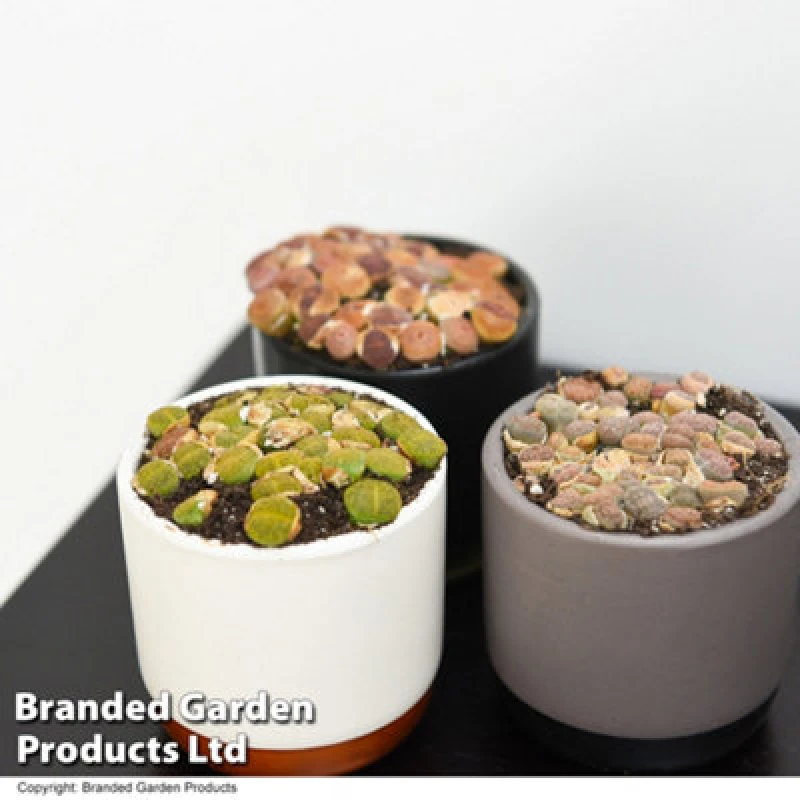 Image of Thompson & Morgan Houseplant Lithops Species Mix 8.5Cm X 1