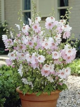 Image of Patio Lavatera Mallow Barnsley Baby 3X9 Cm