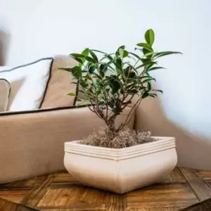 Image of Ivyline Square Bonsai Planter Cream Set Of 2