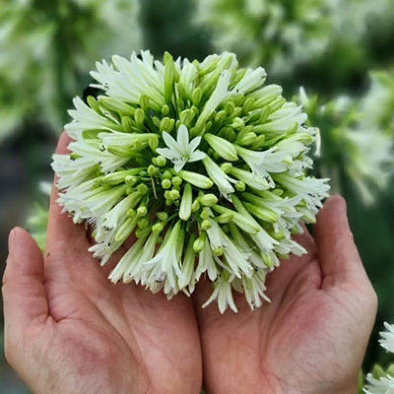 Image of Thompson & Morgan Agapanthus Emerald Ice 9Cm Potted Plant X 2