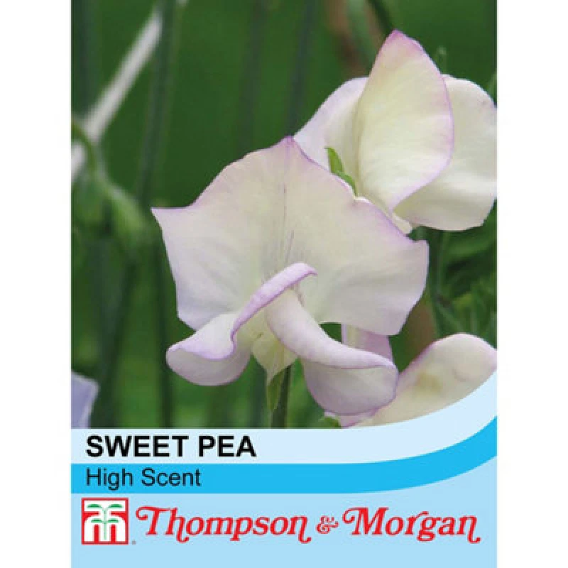 Image of Thompson & Morgan Sweet Pea Hi-Scent 1 Seed Packet