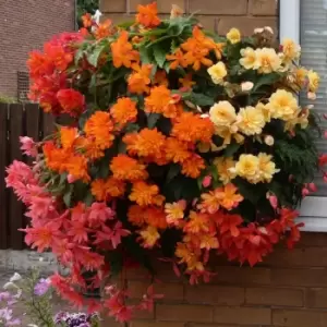 Image of Yougarden Begonia Illumination Plants 20 Pack