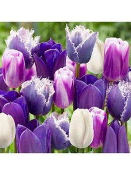 Image of Paradise Purple Tulip Mix Size 10/11 25 Bulbs