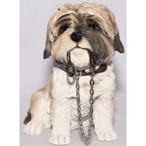 Image of Walkies Shih Tzu Brown & White Sitting By Leonardo