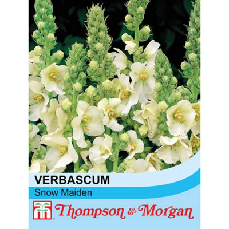 Image of Thompson & Morgan Verbascum X Hybrida Snow Maiden 1 Seed Packet (100 Seeds)