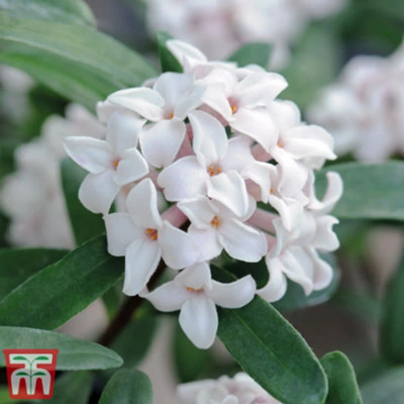 Image of Thompson & Morgan Daphne X Transatlantica Eternal Fragrance 9Cm Pot X 1