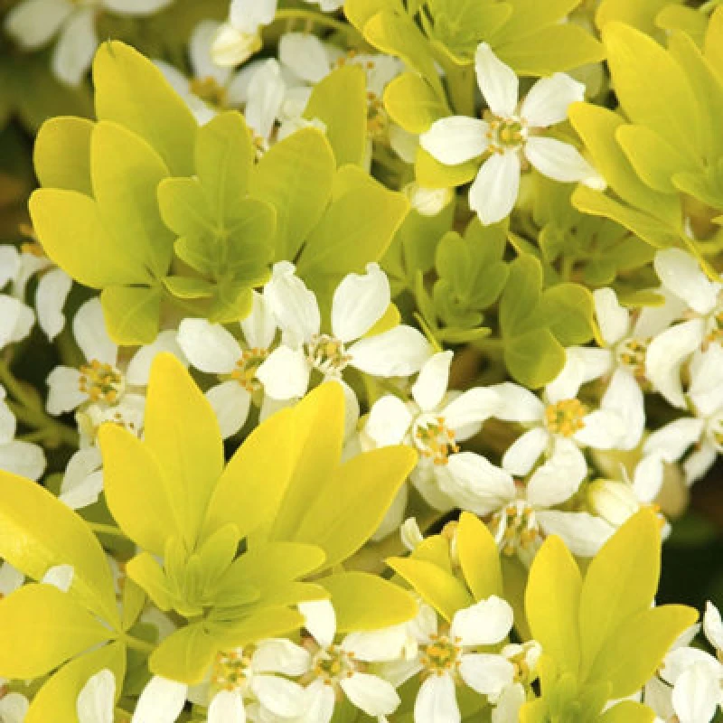 Image of Thompson & Morgan Choisya Sundance 3 Litre Potted Plant X 1