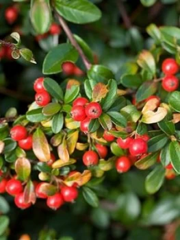 Image of Gaultheria Big Berry 3 X 13Cm Pot
