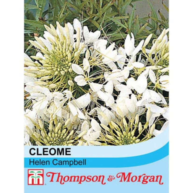Image of Thompson & Morgan Cleome Hassleriana Helen Campbell 1 Seed Packet