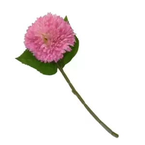 Image of Chrysanthemum Pink