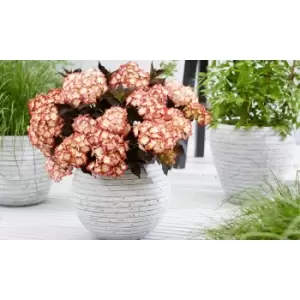 Image of Thompson & Morgan Thompson and Morgan Hydrangea macrophylla 'Light My Fire' 10.5cm x 2