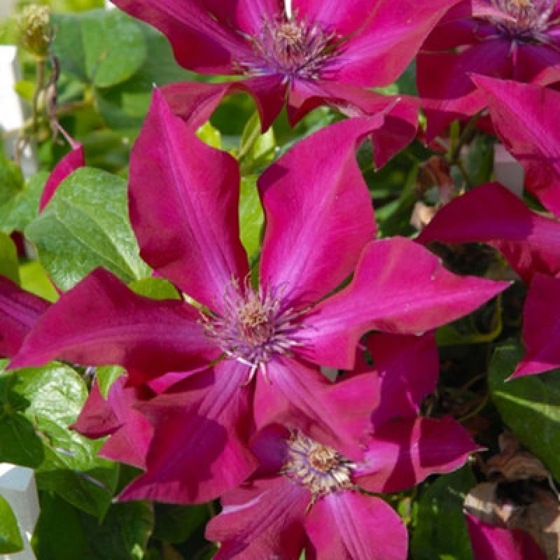 Image of Thompson & Morgan Clematis Nubia - Compact Red Flowering Climber Ruby Red Summer/autumn Blooms Patio/containers Pruning Group 2 10.5Cm Pot