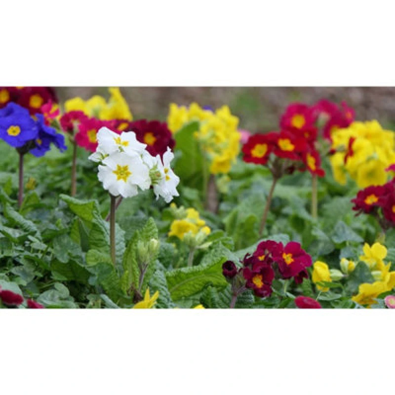 Image of Thompson & Morgan Polyanthus Pacific Giants Mixed Seeds - Hardy Perennial Large Vibrant Spring Blooms - 15 Seeds