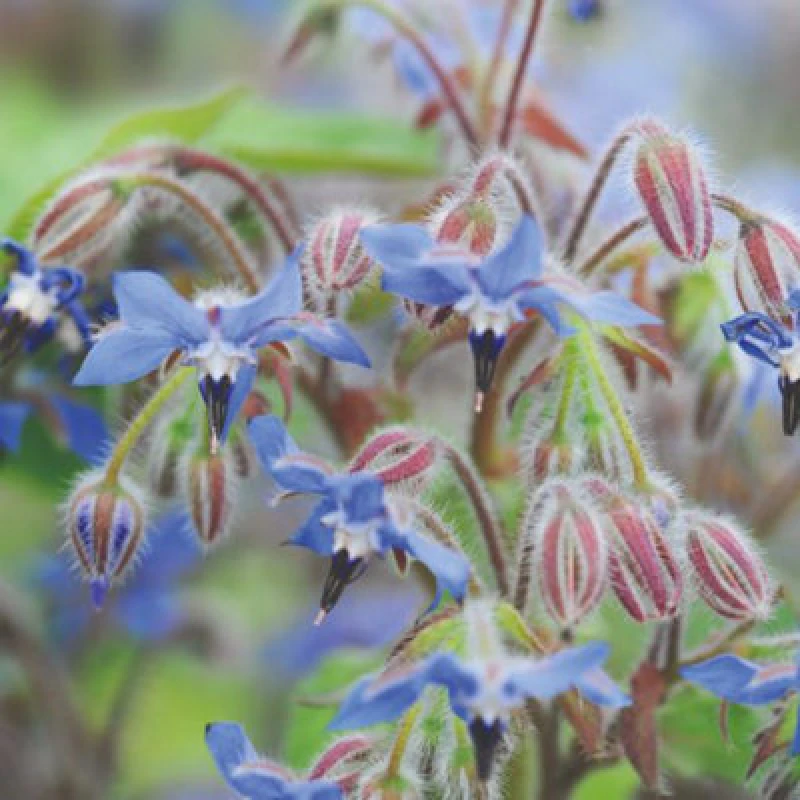 Image of Thompson & Morgan Herb Borage 1 Seed Packet (100 Seeds)