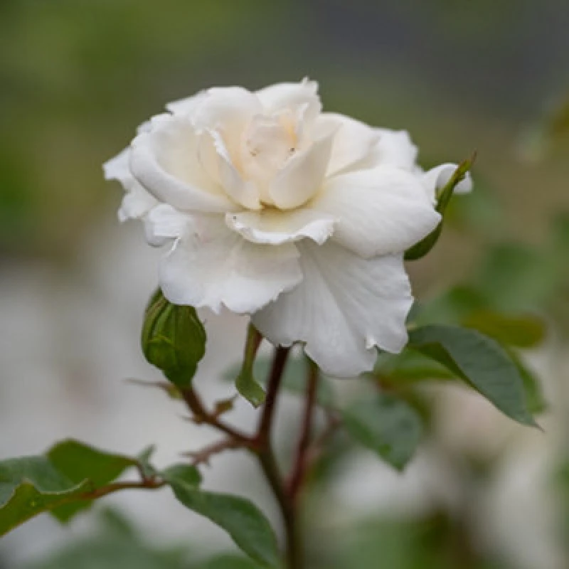 Image of Yougarden Harkness Roses 'starlight Symphony' Rose , Climbing Rose With White Flowers, Disease Resistance, In A 4 Litre Pot, Ready To Plant