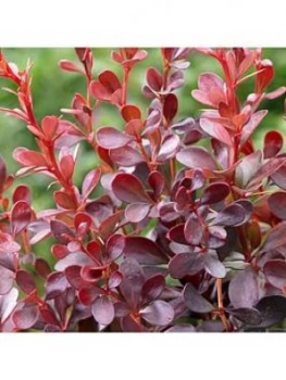 Image of Evergreen Shrub Collection 6X9 Cm