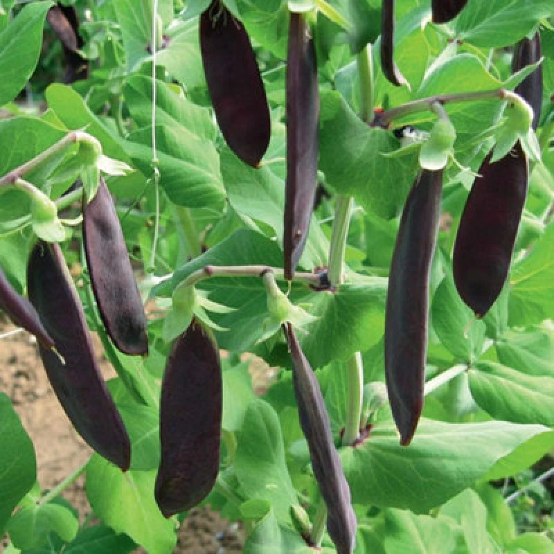 Image of Thompson & Morgan Pea Mangetout Shiraz 1 Seed Packet