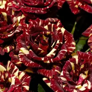 Image of YouGarden Rose 'Abracadabra' Bare Root Bush