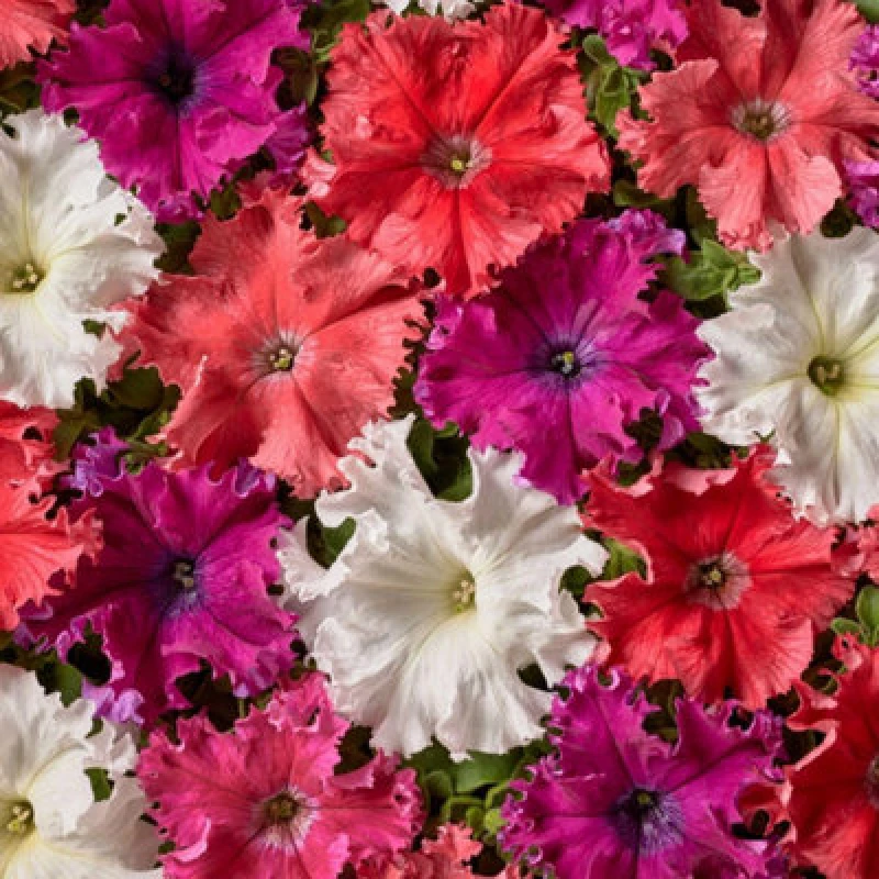 Image of Thompson & Morgan Petunia Aphrodite Mix F1 Hybrid Seeds - Vibrant Fringed Waved Petals Disease Resistant Summer Bloom 35 Seeds