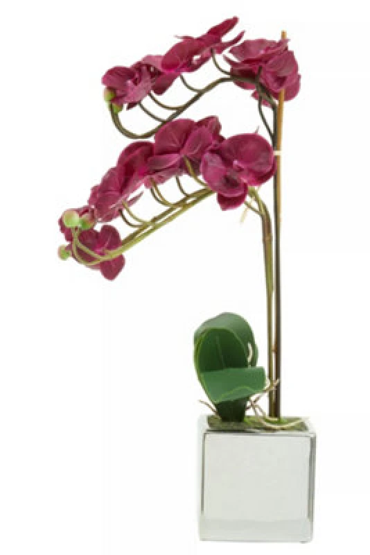 Image of Premier Housewares Fiori Aubergine Orchid Plant, Vivid Purple Orchid Blooms Silver