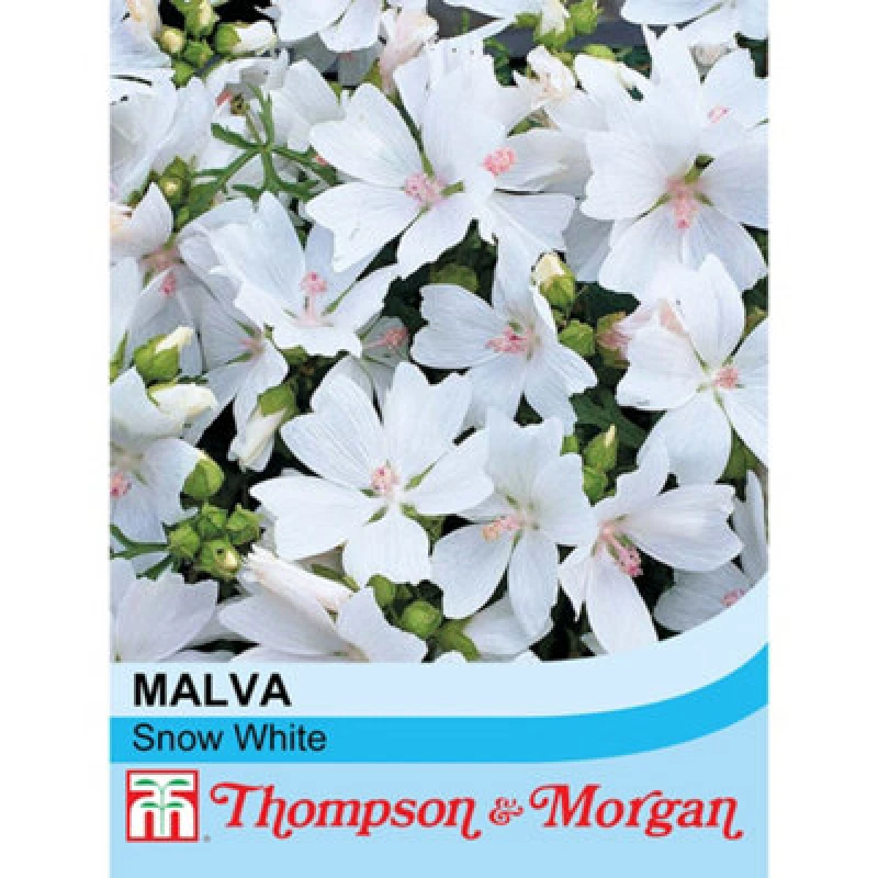 Image of Thompson & Morgan Malva Moschata Snow White 1 Seed Packet (40 Seeds)