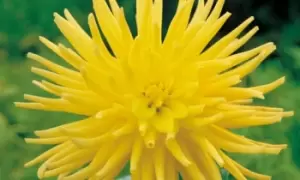 Image of Dahlia Yellow Star Bulbs: One