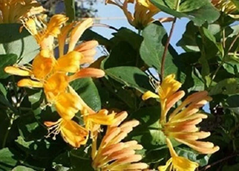 Image of Direct Plants Lonicera Copper Beauty Evergreen Honeysuckle Climbing Plant 3-4ft Tall Supplied In A 3 Litre Pot