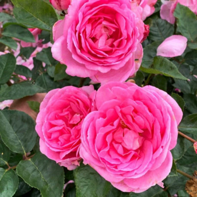 Image of Thompson & Morgan Rose In A Million Hybrid Tea - Fragrant Pink Blooms - Bare Root Plant