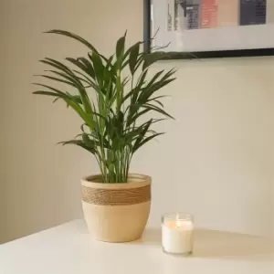 Image of YouGarden Areca palm 14cm pot 50-60cm tall - Brown