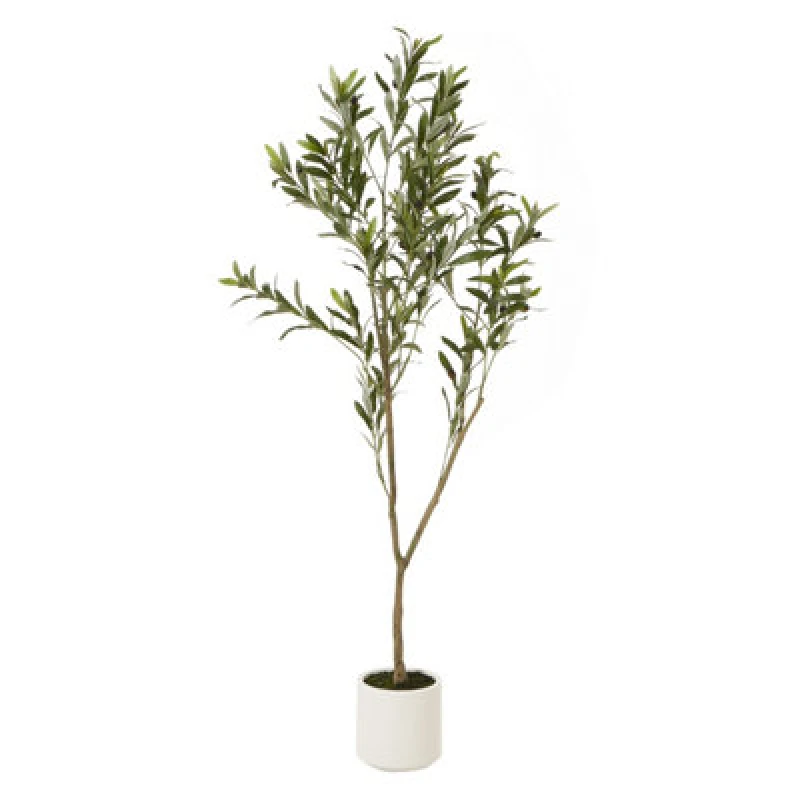 Image of Apulia Olive Tree In White Pot 150Cm