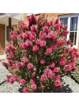 Image of Callistemon Viminalis Hot Pink 3L