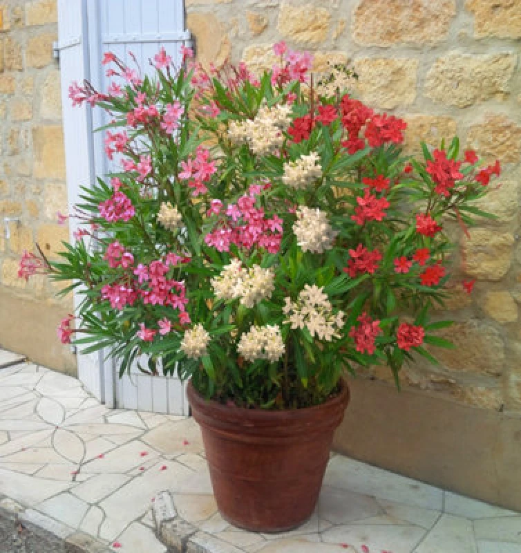 Image of You Garden Yougarden Tricolour Oleander Bushes, Pair Of 15Cm Pots, Three Flower Colours In One, Red Pink White Ready To Plant