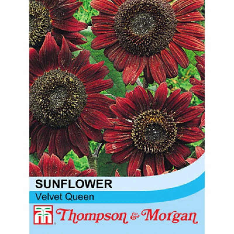 Image of Thompson & Morgan Sunflower Velvet Queen 1 Packet (18 Seeds)