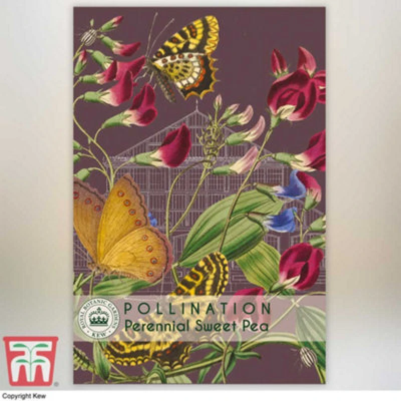 Image of Thompson & Morgan Perennial Sweet Pea Promo New Kew Range 1 Seed Packet (10 Seeds)