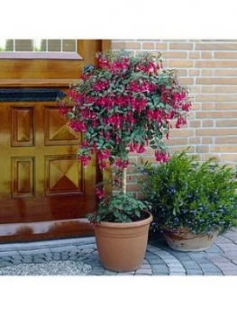 Image of Standard Fuchsia Tree 3L Potted Plant
