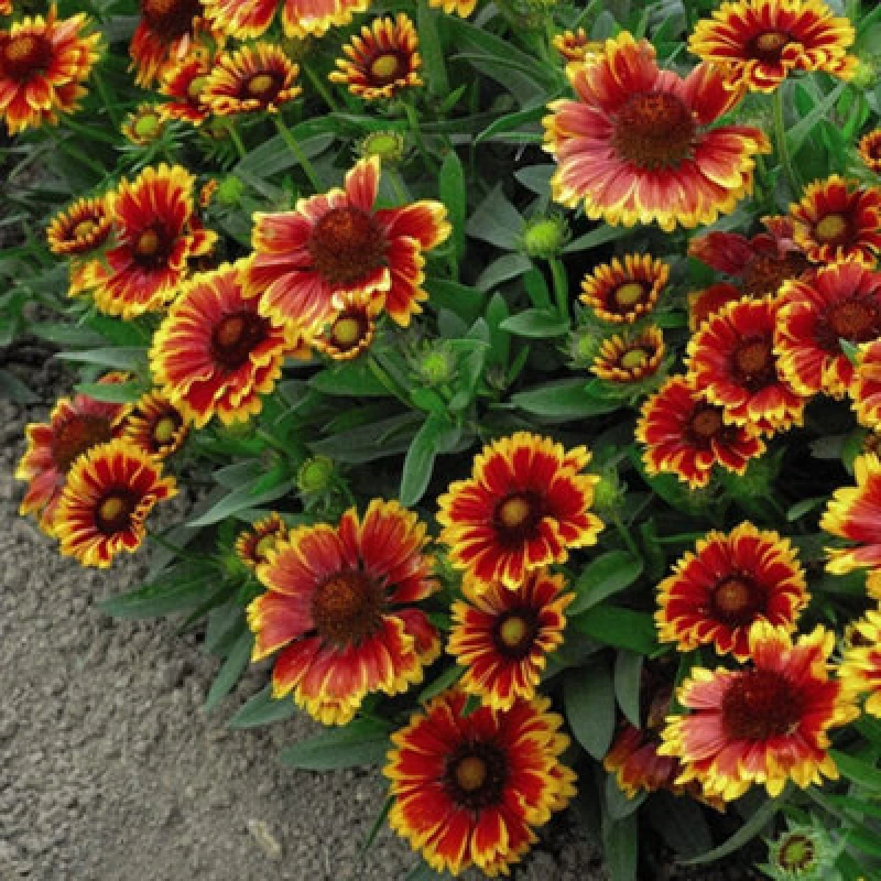 Image of Thompson & Morgan Gaillardia Goblin (Torchlight) 1 Packet (100 Seeds)