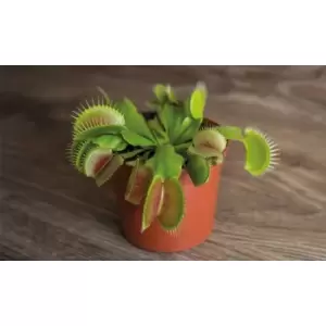 Image of Thompson & Morgan Thompson and Morgan Venus Fly Trap (House Plant) 9cm Pot x 1
