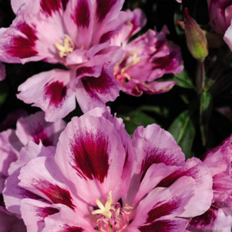 Image of Thompson & Morgan Godetia Rembrandt 1 Seed Packet