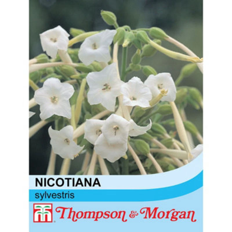 Image of Thompson & Morgan Nicotiana Sylvestris 1 Packet (2000 Seeds)