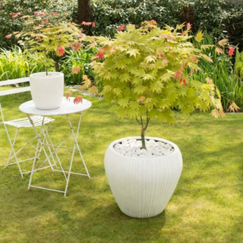 Image of Thompson & Morgan Acer Shirasawanum Moonrise 3 Litre Potted Plant X 2