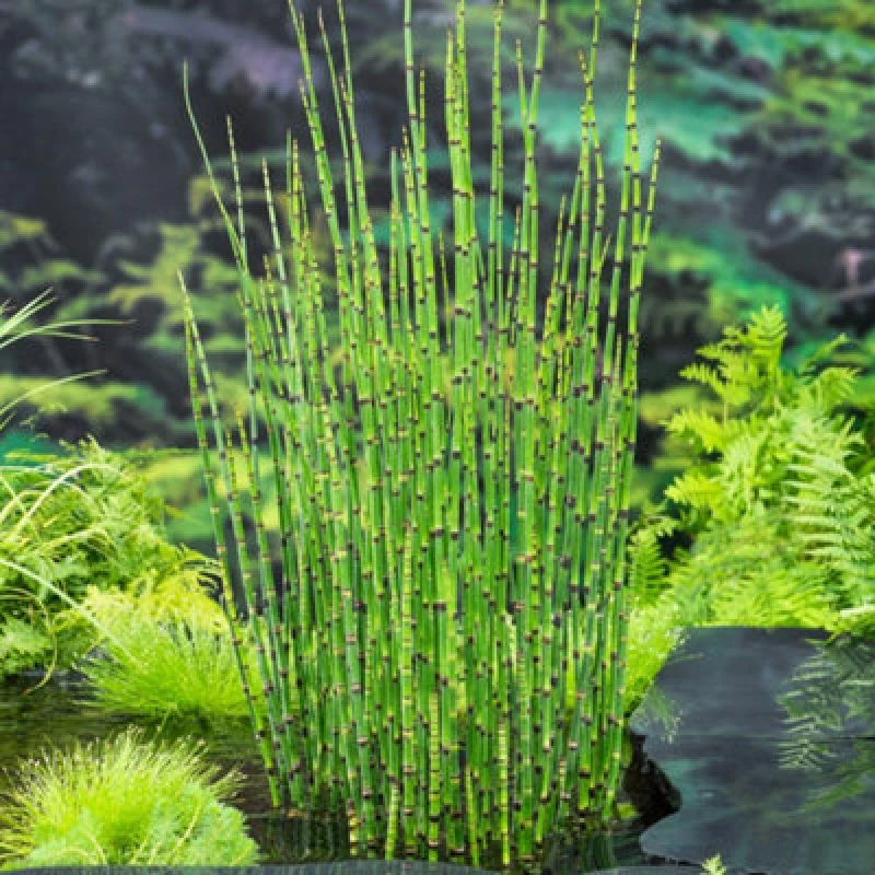 Image of Thompson & Morgan Equisetum Japonicum 9Cm Potted Plant X 1