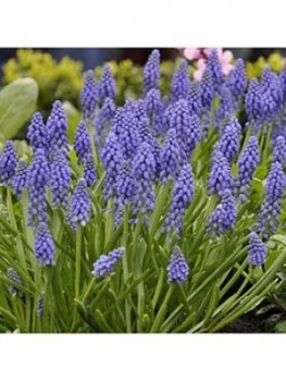 Image of Muscari (Grape Hyacinth) - 100 Bulbs