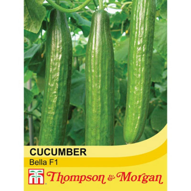 Image of Thompson & Morgan Cucumber Bella F1 Hybrid 1 Seed Packet (4 Seeds)
