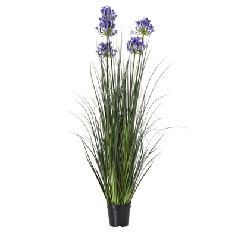 Image of Large Blue Agapanthus Plant In Pot