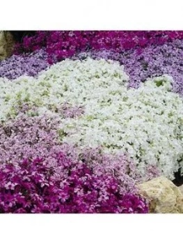 Image of Carpet Phlox Collection X 12 Plugs