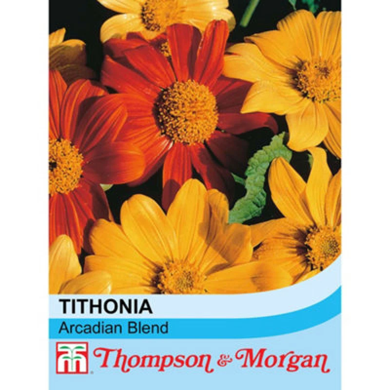 Image of Thompson & Morgan Tithonia Rotundifolia Arcadian Blend 1 Seed Packet (50 Seeds)